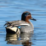 Green-winged Teal (Anas crecca) @ Østensjøvannet, Oslo, Norway. Photo: Håvard Rosenlund