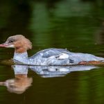 Laksand (Mergus merganser) - Hunnfugl @ Sandvika. Foto: Håvard Rosenlund
