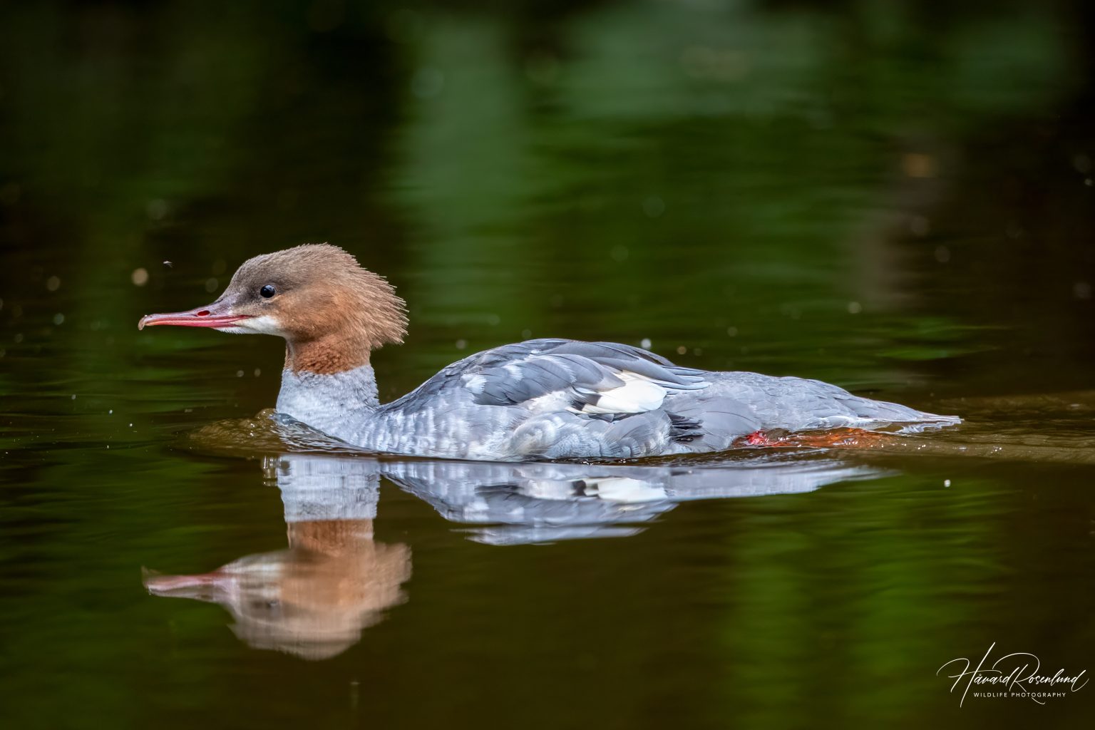 Laksand (Mergus merganser) - Hunnfugl @ Sandvika. Foto: Håvard Rosenlund