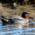 Green-winged Teal (Anas crecca) @ Østensjøvannet, Oslo, Norway. Photo: Håvard Rosenlund
