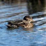 Green-winged Teal (Anas crecca) @ Østensjøvannet, Oslo, Norway. Photo: Håvard Rosenlund