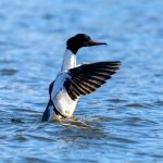 Laksand (Mergus merganser) - Hannfugl @ Østensjøvannet, Oslo. Foto: Håvard Rosenlund