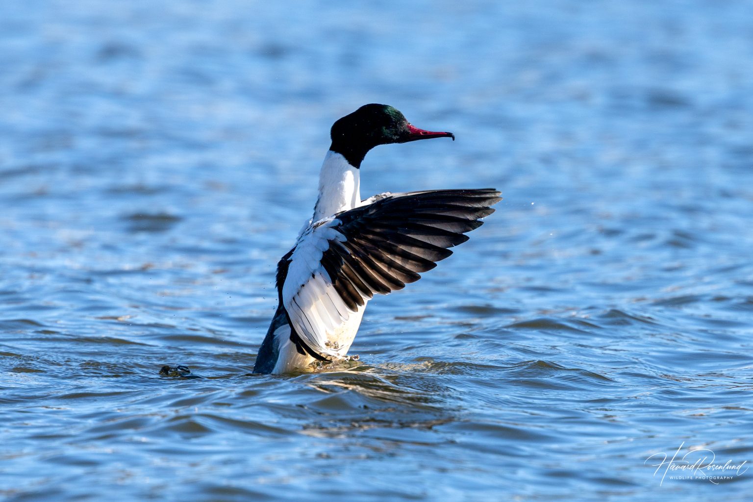 Laksand (Mergus merganser) - Hannfugl @ Østensjøvannet, Oslo. Foto: Håvard Rosenlund