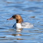 Laksand (Mergus merganser) - Hunnfugl @ Østensjøvannet, Oslo. Foto: Håvard Rosenlund