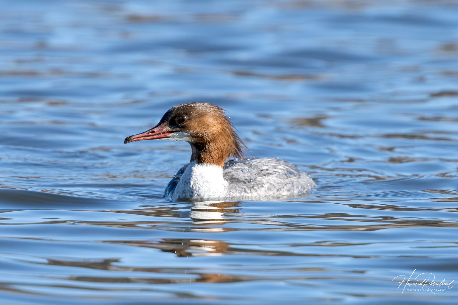 Laksand (Mergus merganser) - Hunnfugl @ Østensjøvannet, Oslo. Foto: Håvard Rosenlund