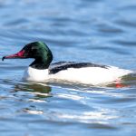 Laksand (Mergus merganser) - Hannfugl @ Østensjøvannet, Oslo. Foto: Håvard Rosenlund