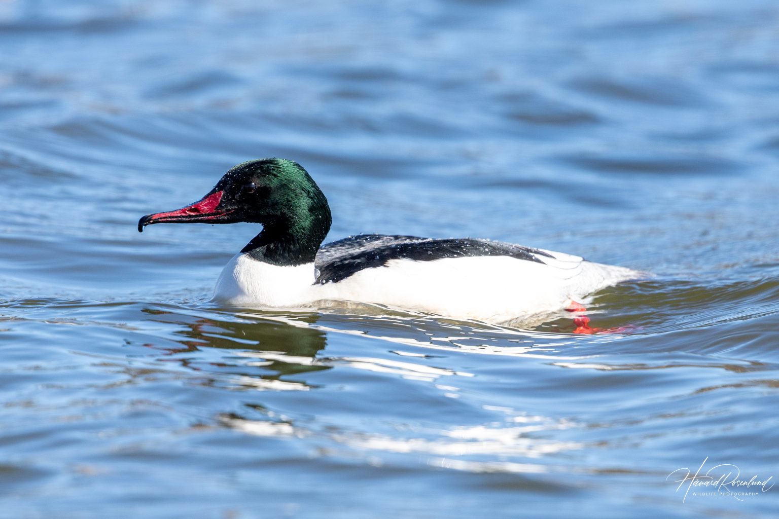 Laksand (Mergus merganser) - Hannfugl @ Østensjøvannet, Oslo. Foto: Håvard Rosenlund