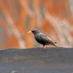 Common Starling (Sturnus vulgaris) @ Fornebu, Norway. Photo: Håvard Rosenlund