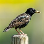 Common Starling (Sturnus vulgaris) @ Fornebu, Norway. Photo: Håvard Rosenlund