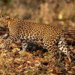 Indian Leopard (Panthera pardus fusca) @ Pench National Park, India. Photo: Håvard Rosenlund