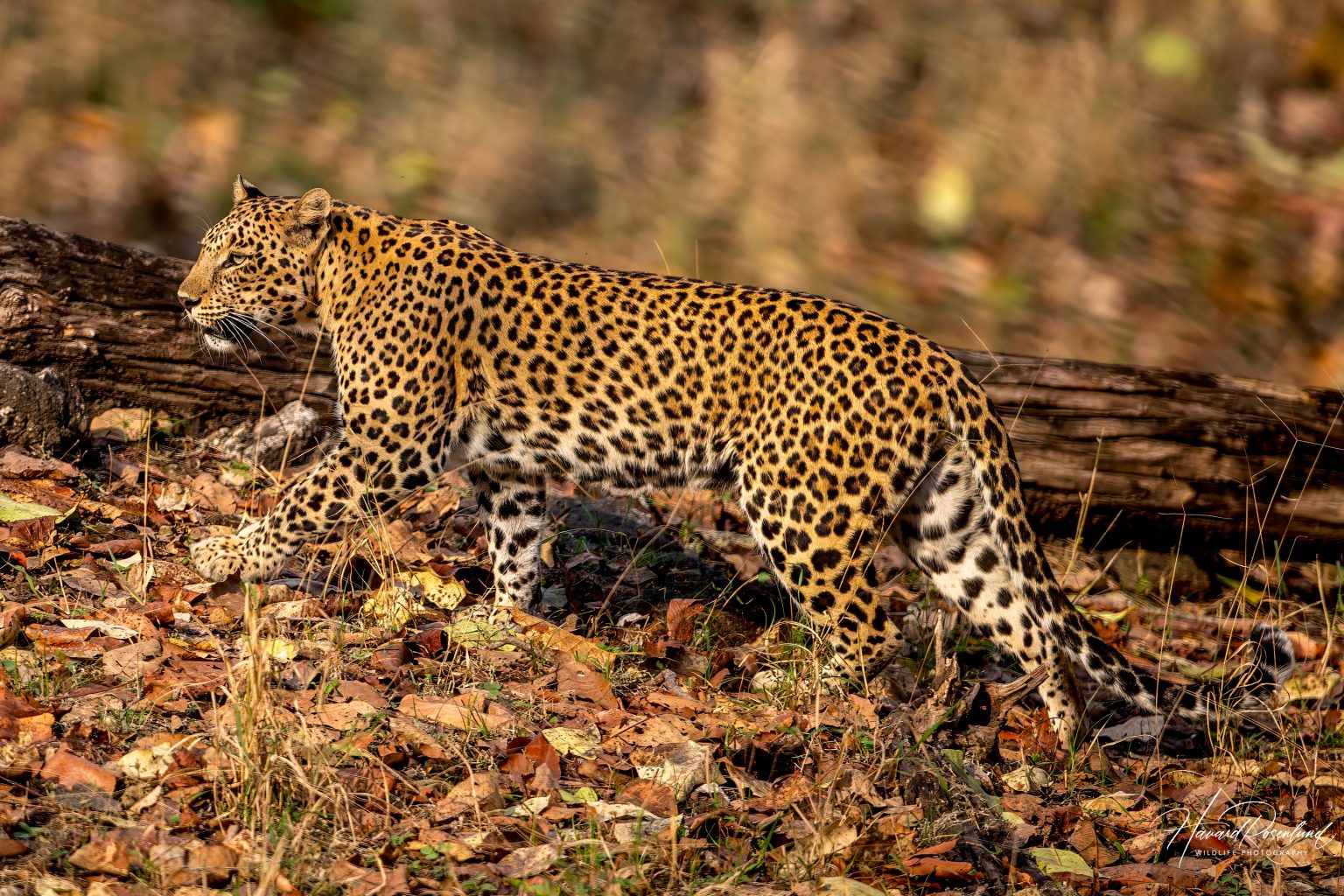 Indian Leopard (Panthera pardus fusca) @ Pench National Park, India. Photo: Håvard Rosenlund