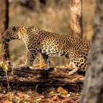 Indian Leopard (Panthera pardus fusca) @ Pench National Park, India. Photo: Håvard Rosenlund