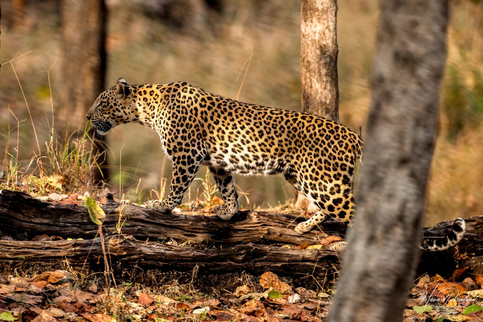 Indian Leopard (Panthera pardus fusca) @ Pench National Park, India. Photo: Håvard Rosenlund