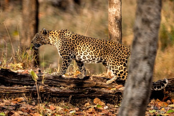 Indisk Leopard (Panthera pardus fusca) @ Pench National Park, India. Foto: Håvard Rosenlund