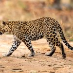 Indian Leopard (Panthera pardus fusca) @ Pench National Park, India. Photo: Håvard Rosenlund