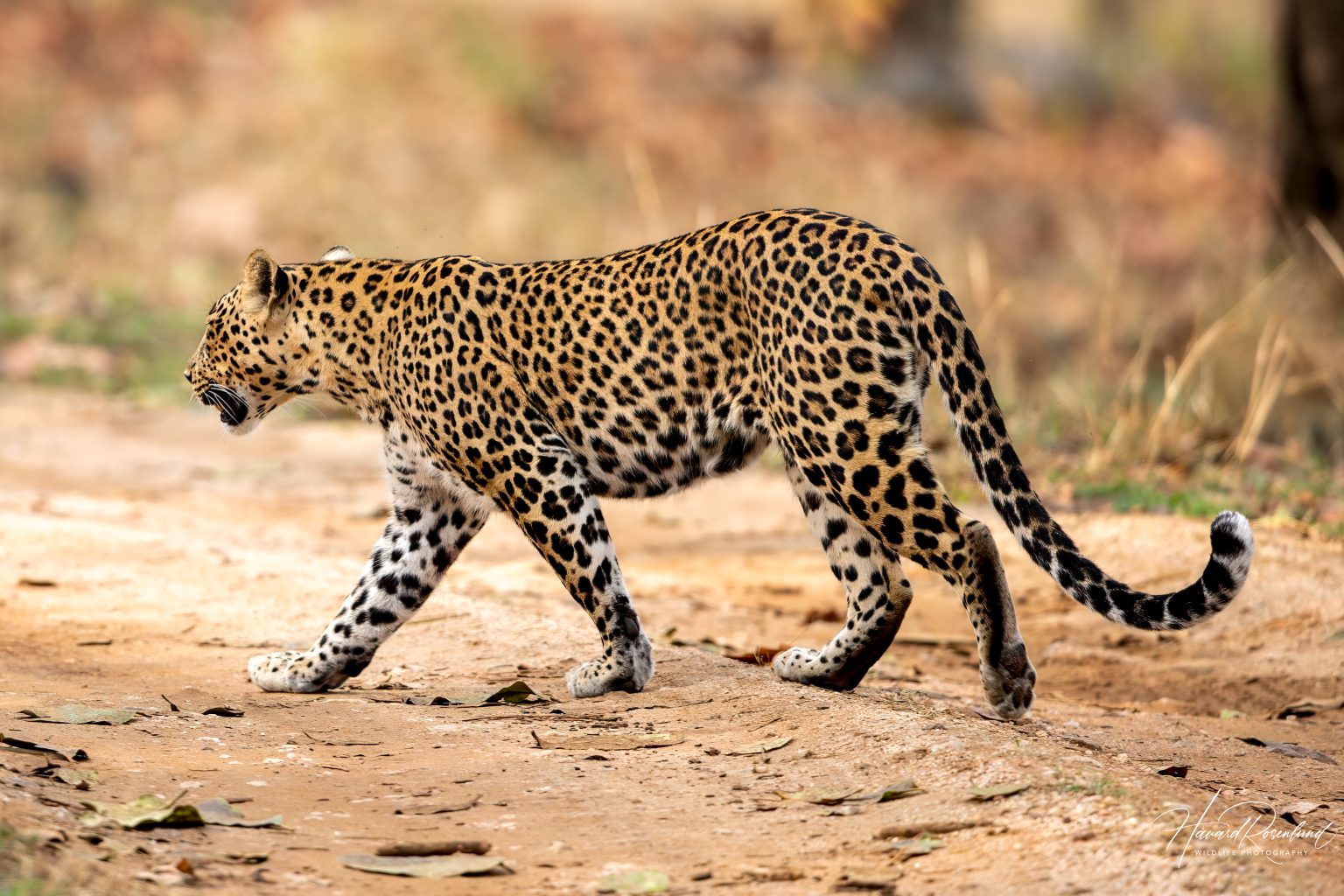 Indian Leopard (Panthera pardus fusca) @ Pench National Park, India. Photo: Håvard Rosenlund