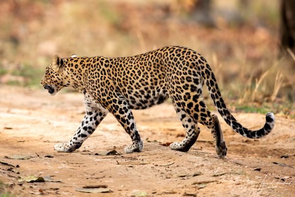 Indisk Leopard (Panthera pardus fusca) @ Pench National Park, India. Foto: Håvard Rosenlund