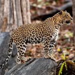 Indian Leopard (Panthera pardus fusca) @ Pench National Park, India. Photo: Håvard Rosenlund