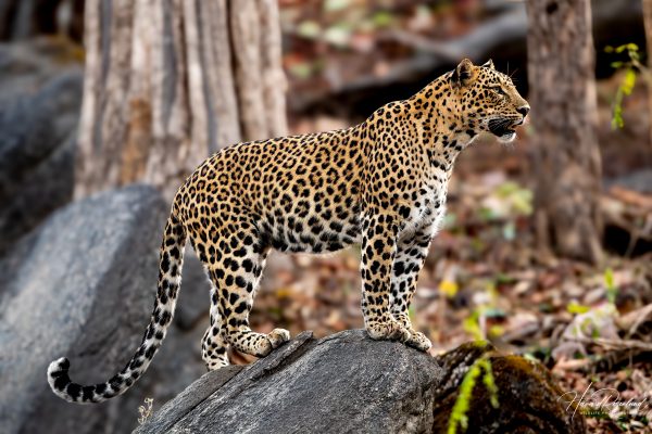 Indisk Leopard (Panthera pardus fusca) @ Pench National Park, India. Foto: Håvard Rosenlund
