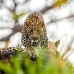 Indian Leopard Cub (Panthera pardus fusca) @ Pench National Park, India. Photo: Håvard Rosenlund