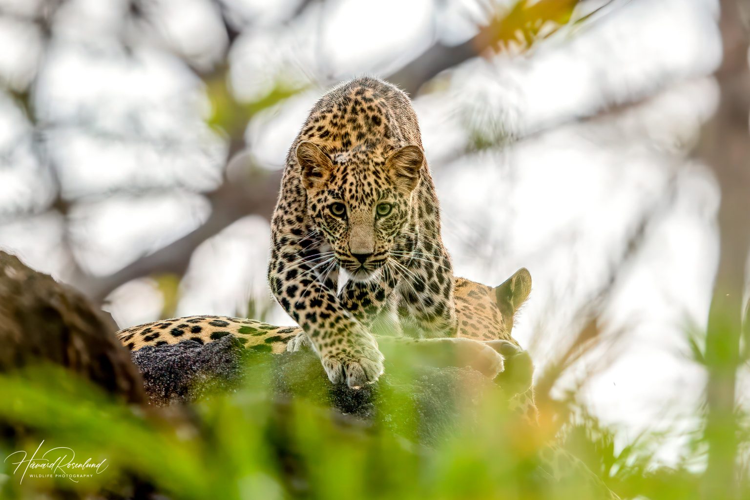 Indian Leopard Cub (Panthera pardus fusca) @ Pench National Park, India. Photo: Håvard Rosenlund