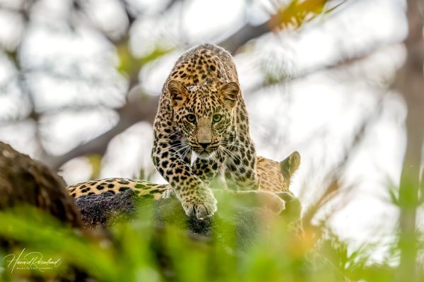 Indisk Leopardunge (Panthera pardus fusca) @ Pench National Park, India. Foto: Håvard Rosenlund