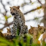 Indian Leopard Cub (Panthera pardus fusca) @ Pench National Park, India. Photo: Håvard Rosenlund