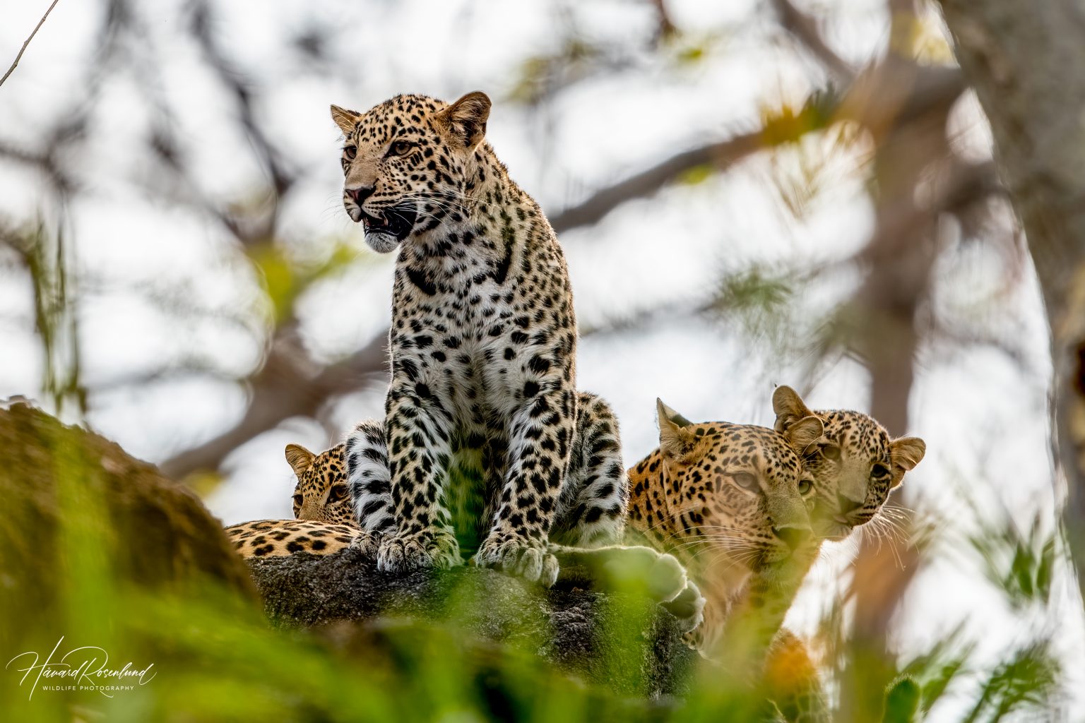 Indian Leopard Cub (Panthera pardus fusca) @ Pench National Park, India. Photo: Håvard Rosenlund