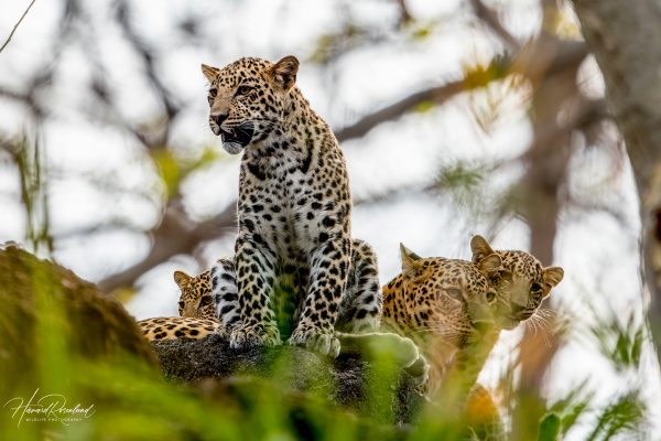 Indisk Leopardunge (Panthera pardus fusca) @ Pench National Park, India. Foto: Håvard Rosenlund