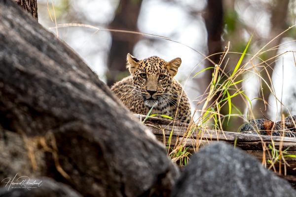 Indisk Leopardunge (Panthera pardus fusca) @ Pench National Park, India. Foto: Håvard Rosenlund