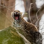 Indian Leopard Cub (Panthera pardus fusca) @ Pench National Park, India. Photo: Håvard Rosenlund