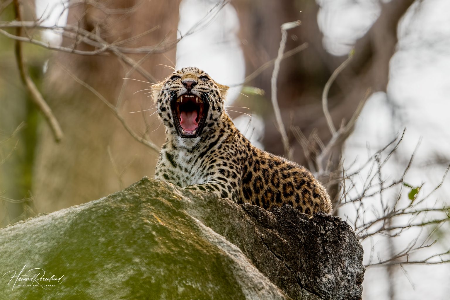 Indian Leopard Cub (Panthera pardus fusca) @ Pench National Park, India. Photo: Håvard Rosenlund