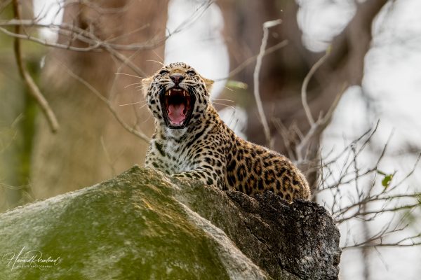 Indisk Leopardunge (Panthera pardus fusca) @ Pench National Park, India. Foto: Håvard Rosenlund