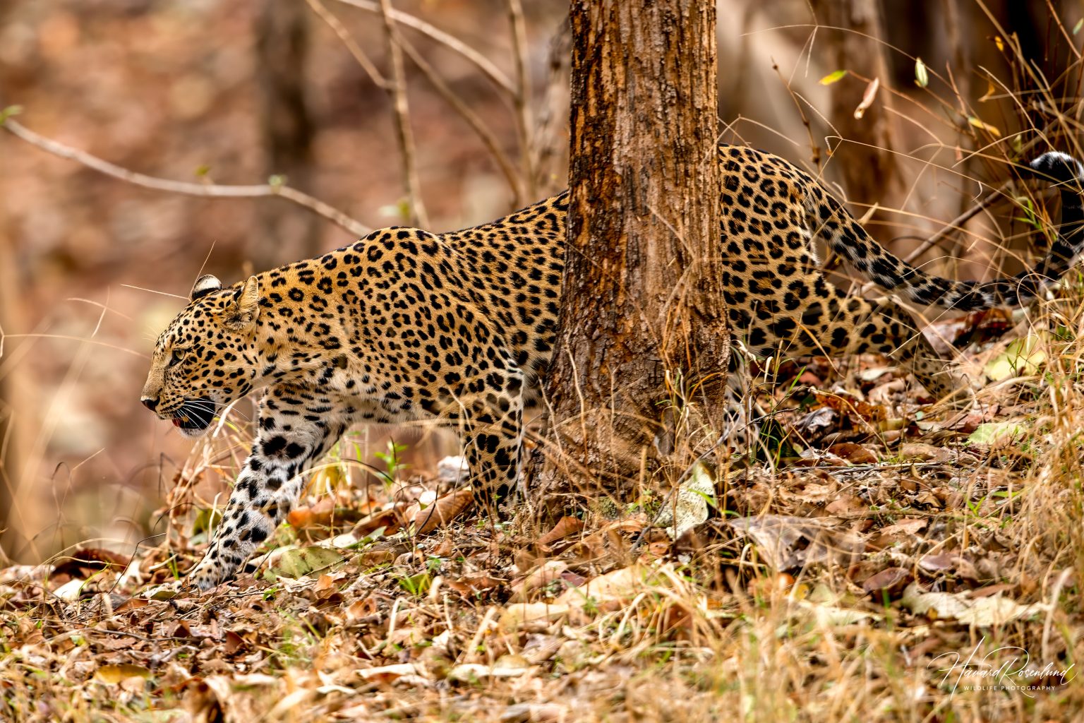 Indian Leopard (Panthera pardus fusca) @ Pench National Park, India. Photo: Håvard Rosenlund