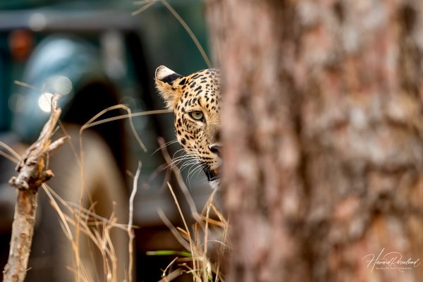 Indisk Leopard (Panthera pardus fusca) @ Pench National Park, India. Foto: Håvard Rosenlund