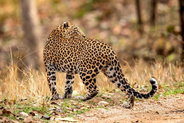 Indisk Leopard (Panthera pardus fusca) @ Pench National Park, India. Foto: Håvard Rosenlund