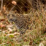 Indian Leopard Cub (Panthera pardus fusca) @ Pench National Park, India. Photo: Håvard Rosenlund