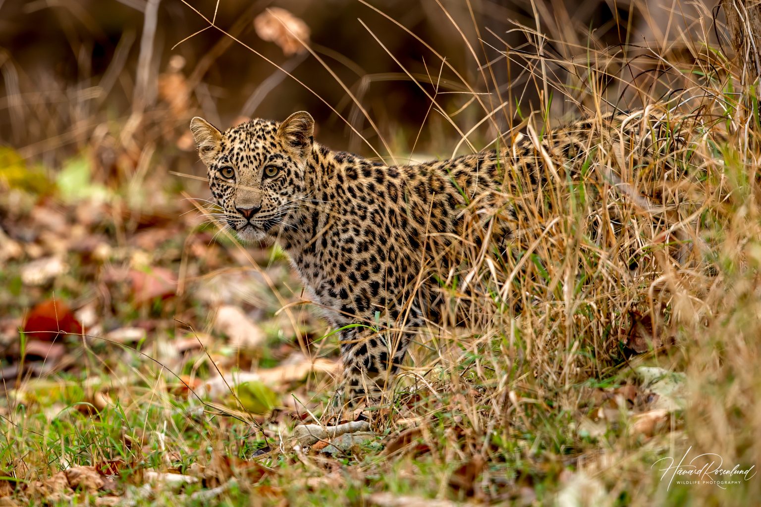 Indian Leopard Cub (Panthera pardus fusca) @ Pench National Park, India. Photo: Håvard Rosenlund