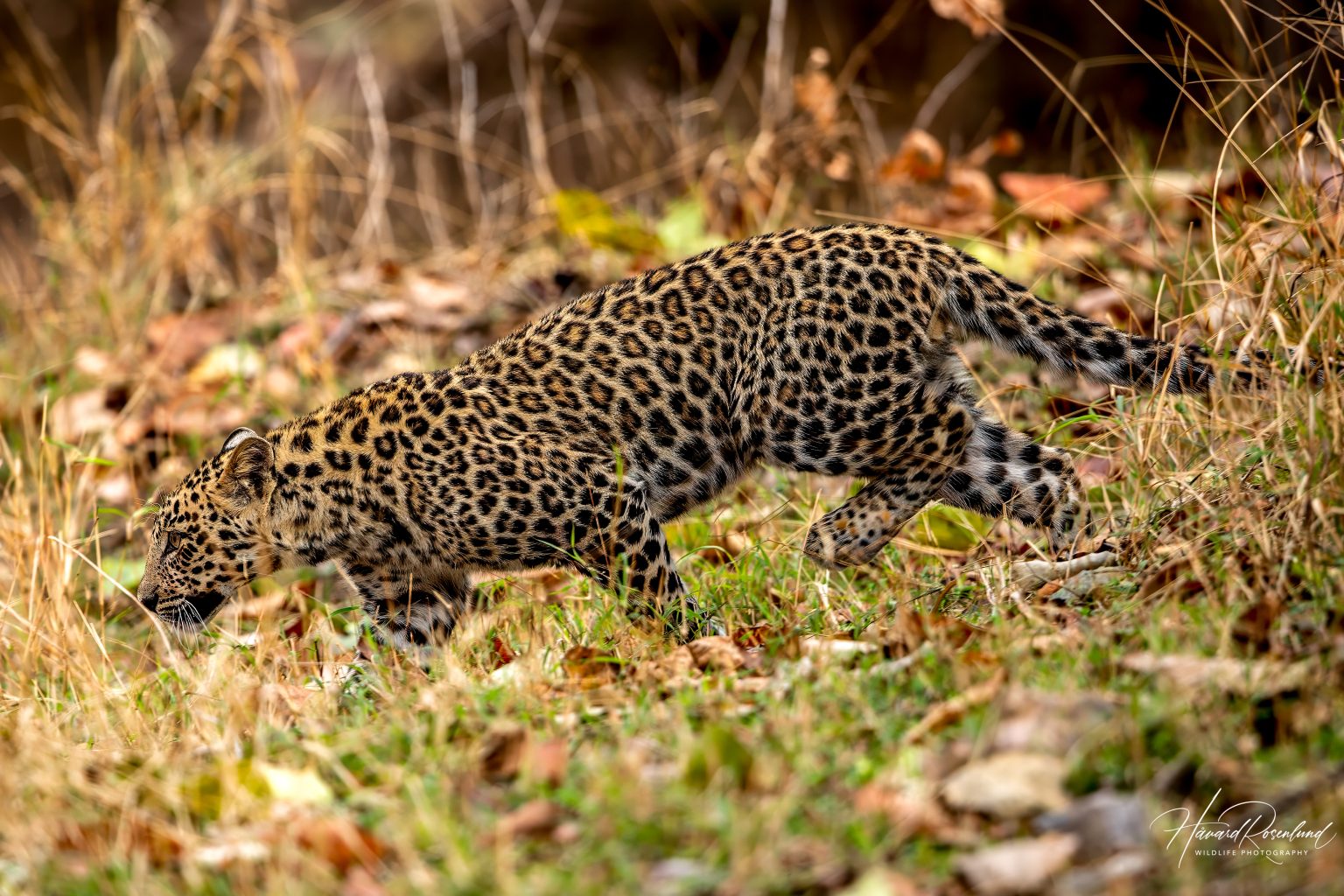 Indian Leopard Cub (Panthera pardus fusca) @ Pench National Park, India. Photo: Håvard Rosenlund
