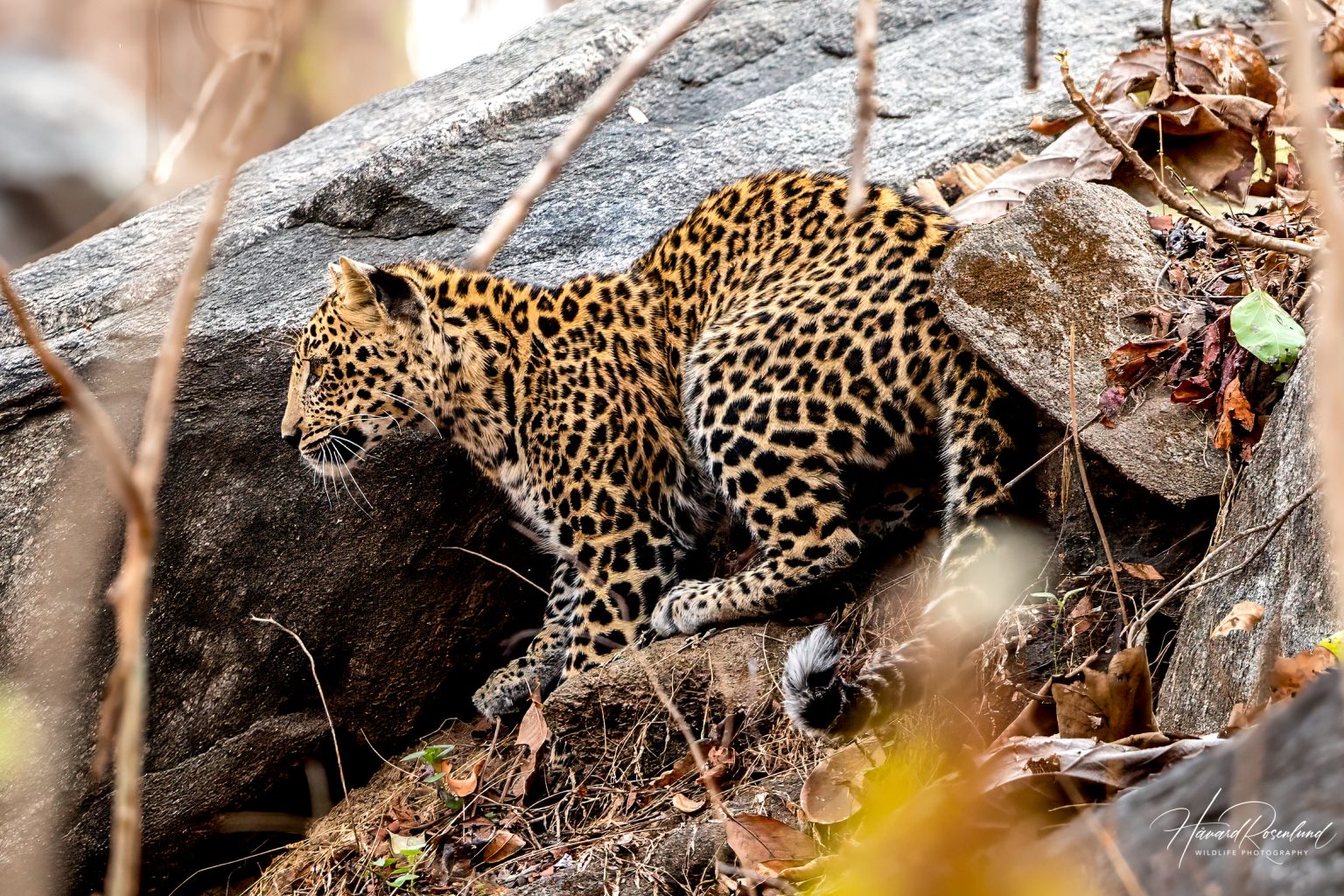 Indian Leopard Cub (Panthera pardus fusca) @ Pench National Park, India. Photo: Håvard Rosenlund