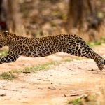 Indian Leopard (Panthera pardus fusca) @ Pench National Park, India. Photo: Håvard Rosenlund