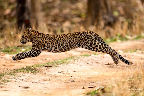 Indisk Leopardunge (Panthera pardus fusca) @ Pench National Park, India. Foto: Håvard Rosenlund