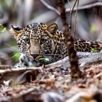 Indian Leopard (Panthera pardus fusca) @ Pench National Park, India. Photo: Håvard Rosenlund