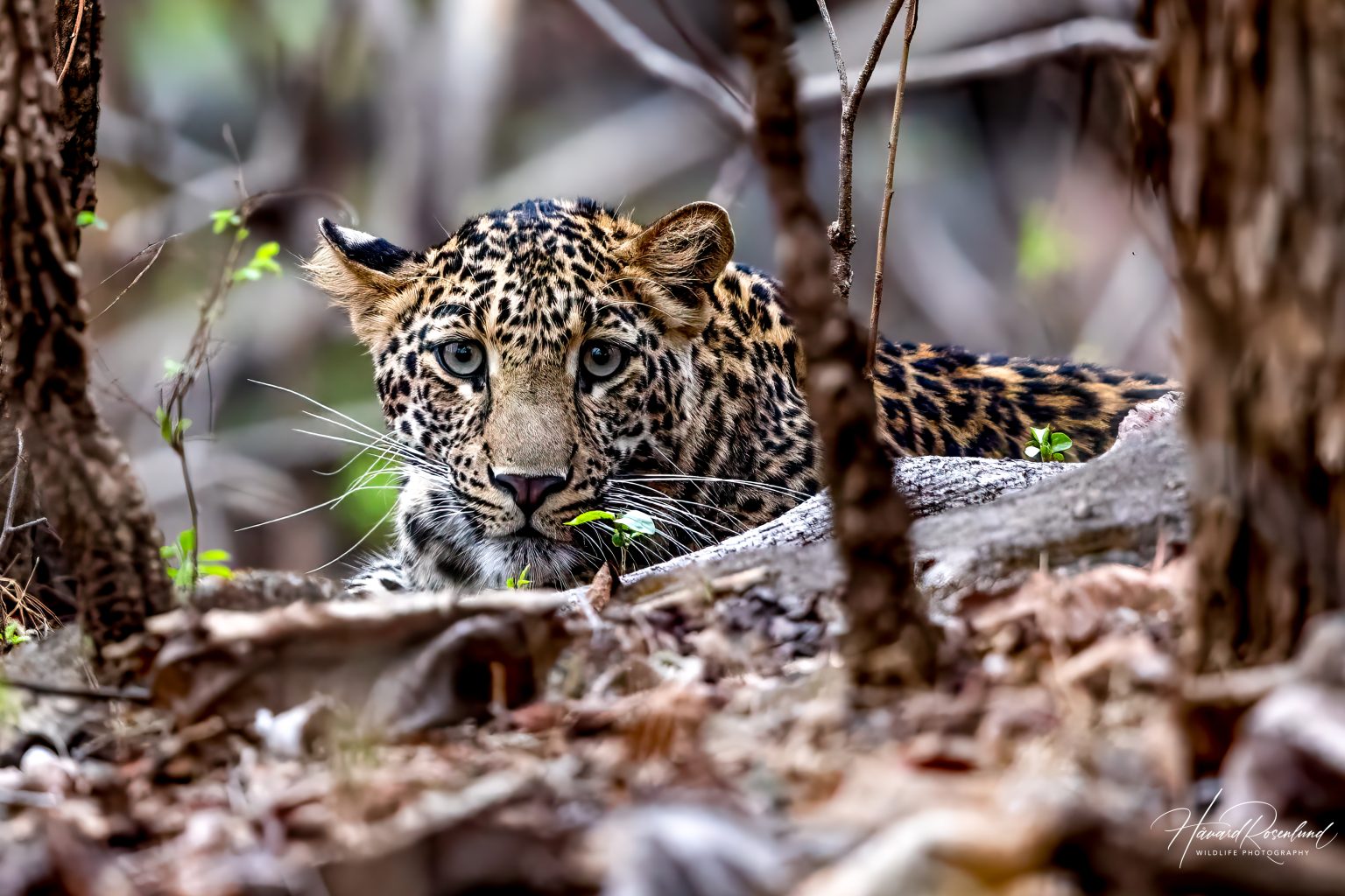 Indisk Leopard (Panthera pardus fusca) @ Pench National Park, India. Foto: Håvard Rosenlund