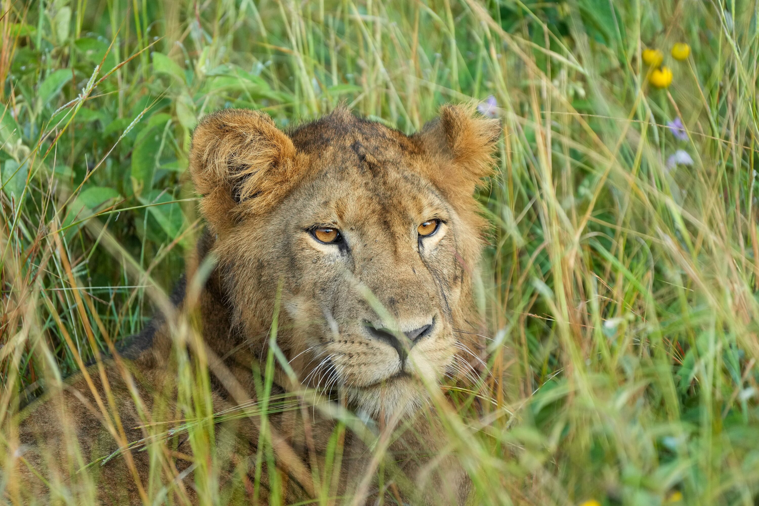 Lioness in Queen Elizabeth National Park, Uganda
