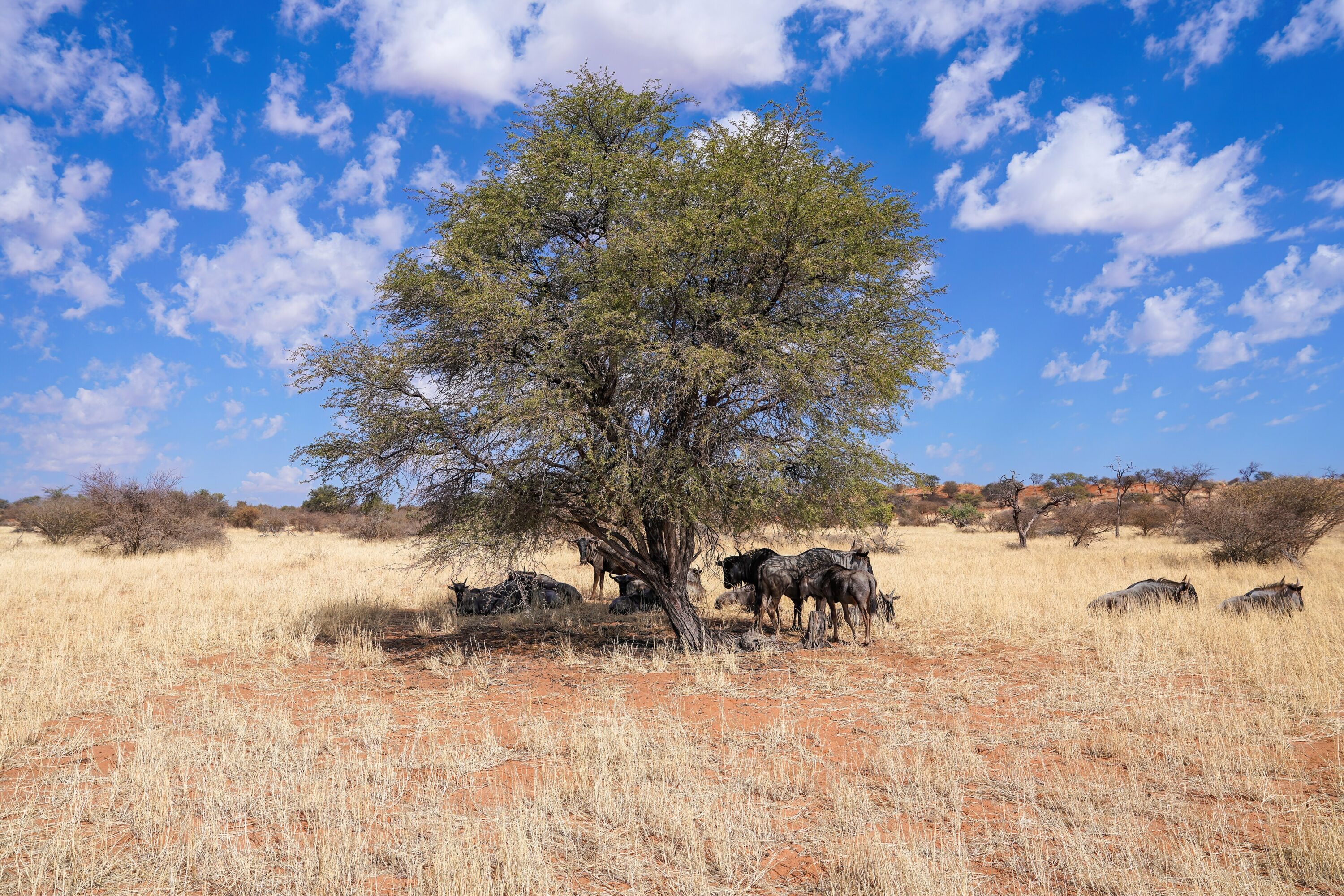 Herd of blue wildebeest resting under a tree in the Kalahari Desert