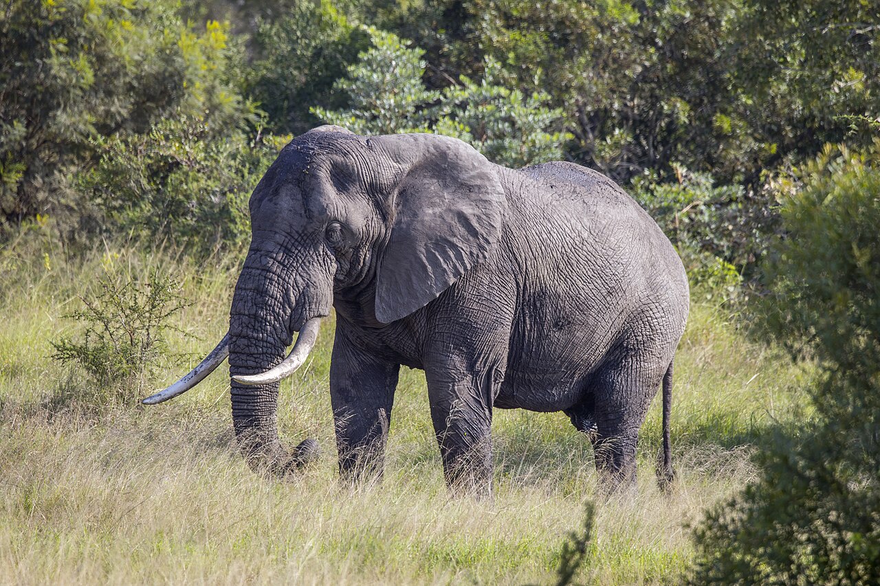 Adult male African bush elephant in Kruger National Park, South Africa
