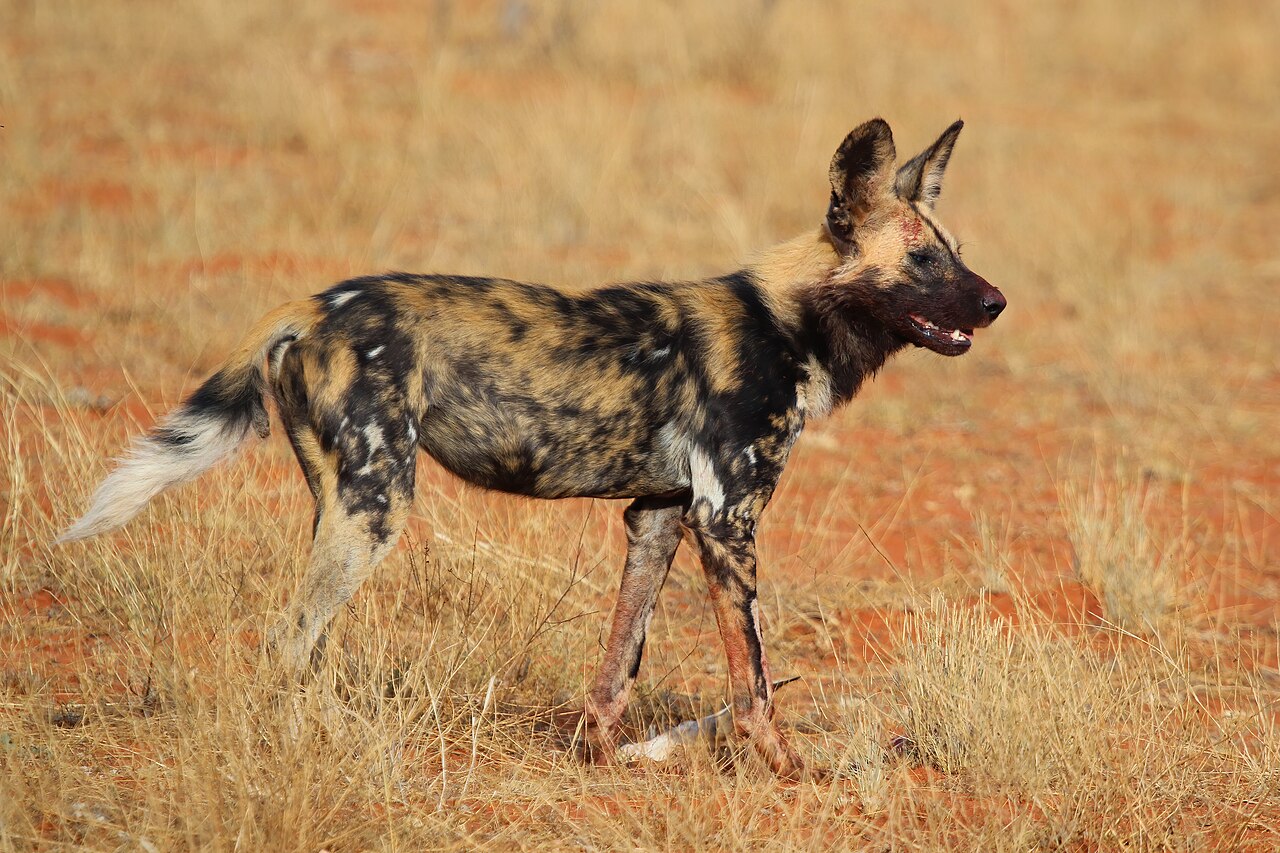 African wild dog standing in dry grassland