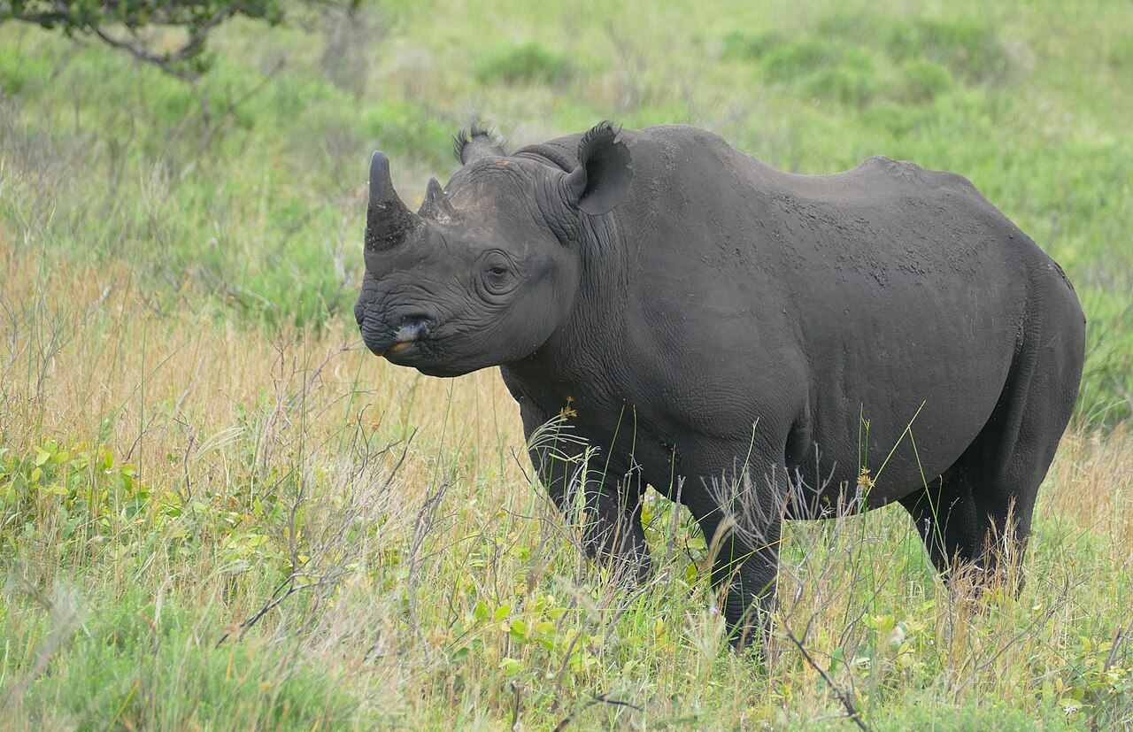 Black rhinoceros standing in natural bushland