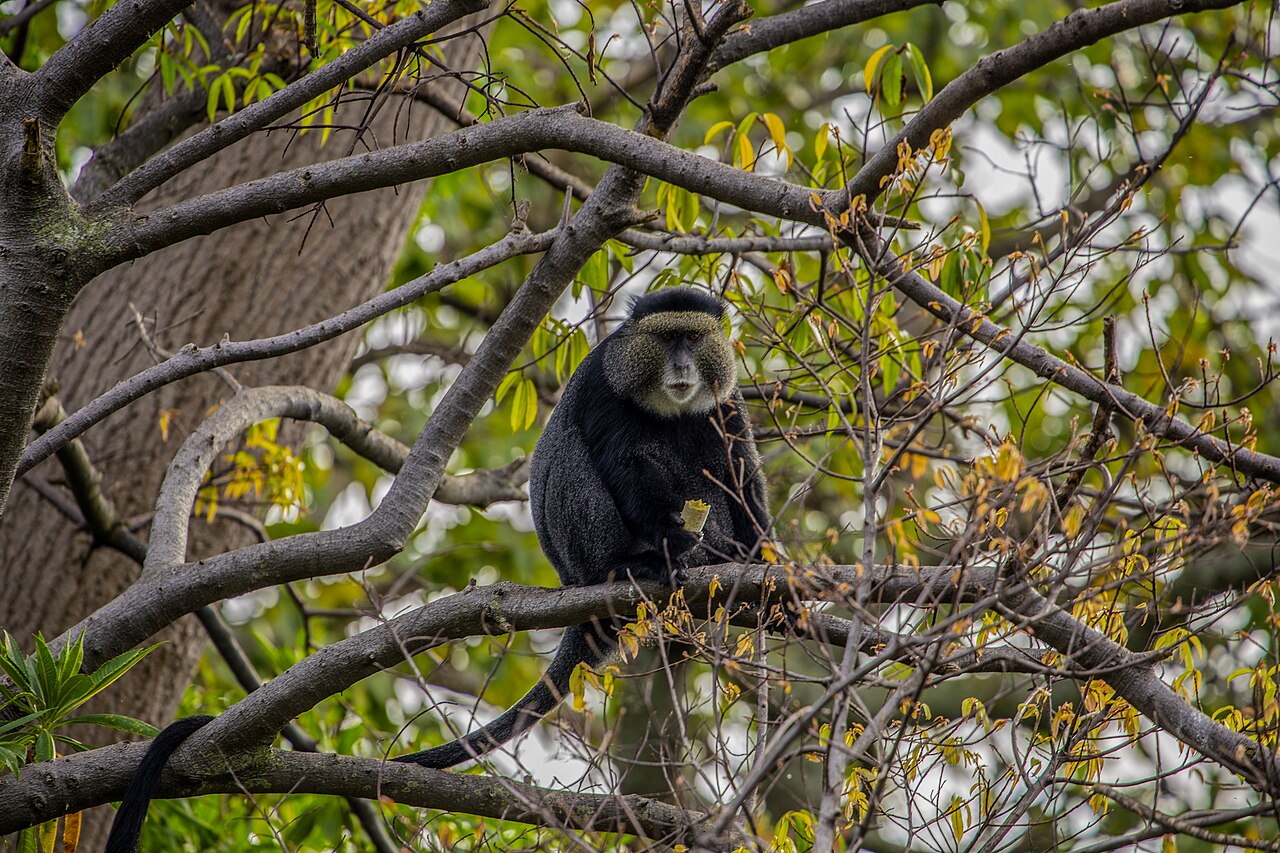 Blue monkey sitting among branches in a forest canopy